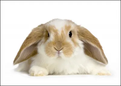Quelle sorte de lapin n'existe pas ?
