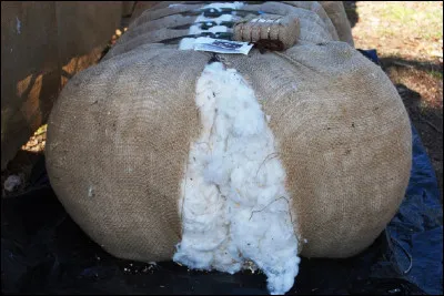 Quel pays est le premier producteur de coton en 2019 ?