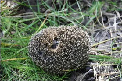 Qui sont ses prédateurs naturels (en Europe) ?