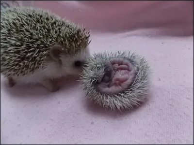 Au bout d'environ combien de jours environ le petit hérisson ouvre-t-il les yeux ?