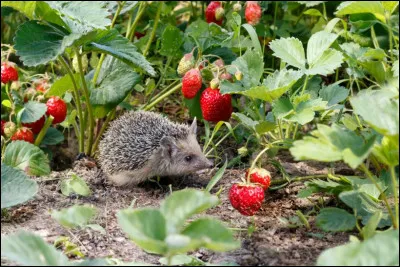 Le hérisson est considéré par les jardiniers comme...