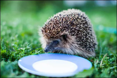 On peut donner du lait pour chatons, pour chiots et pour veaux (de vache) à un hérisson.