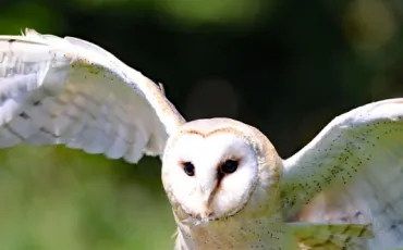 Quiz Rapaces
