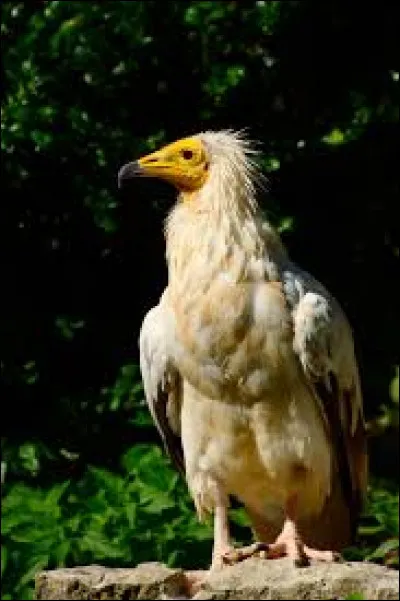 Combien pèse le vautour percnoptère ?