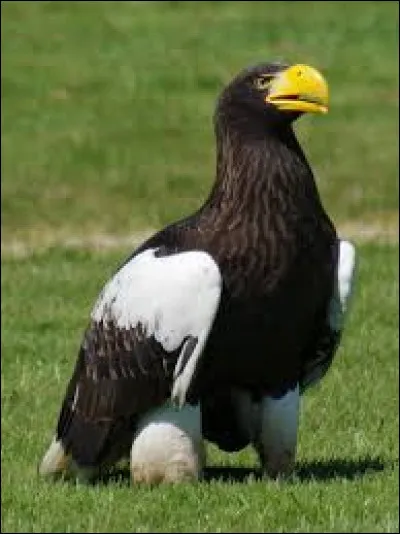 Quel est l'autre nom du pygargue empereur ?