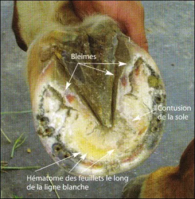 Quelle est la partie du sabot avec une poche de sang ?