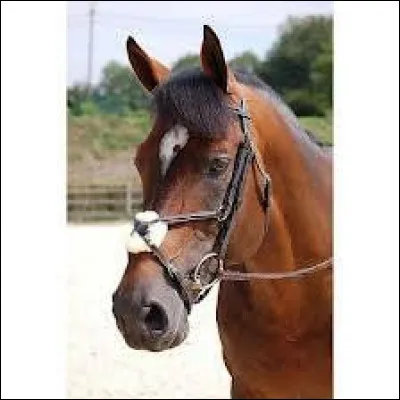 Comment s'appelle cette muserolle ?