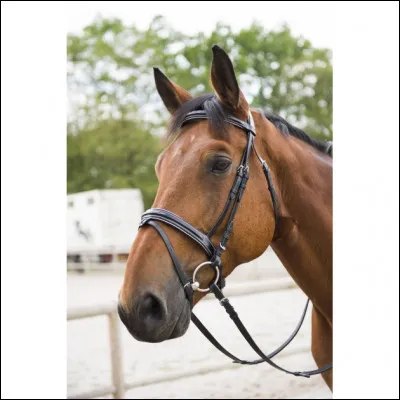 Comment s'appelle cette muserolle ?