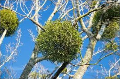 Même si le prochain végétal "dangereux" n'est toxique qu'à haute dose, il peut provoquer vomissements et diarrhées.