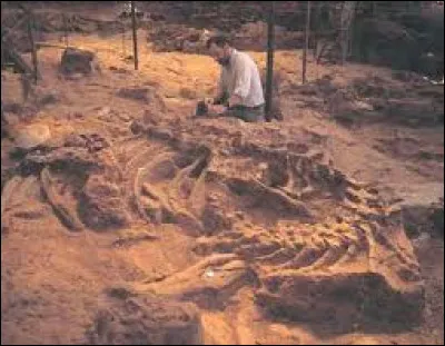 Comment se nomment les spécialistes des dinosaures ?