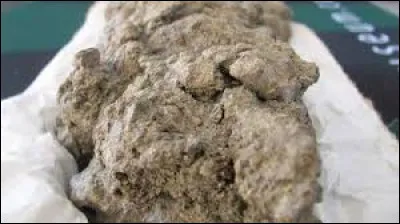 Comment appelle t-on les crottes de dinosaures ?