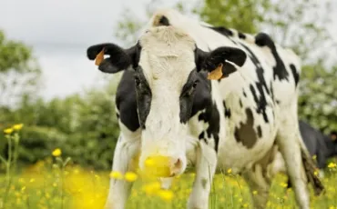 Quiz Vaches