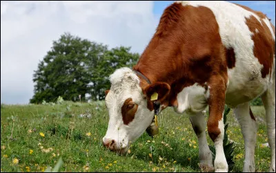 Quelle est la race de celle-ci ?