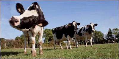 Comment s'appellent ces championnes ?