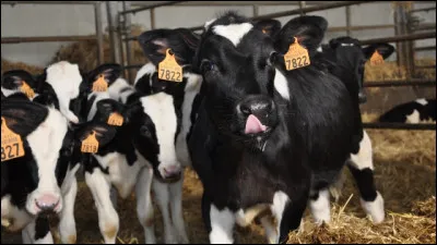 Autrefois, on l'appelait Hollandaise, puis Frisonne française. On lui a donné son nom officiel en...