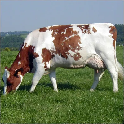 La race se développe essentiellement en...