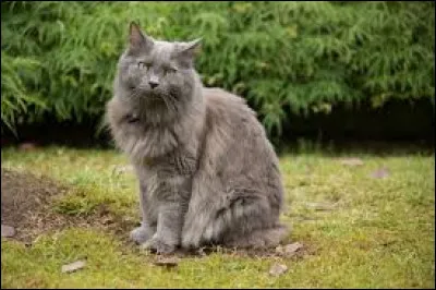 Époustouflant ! J'adore ce chat. Quelle est sa race ?