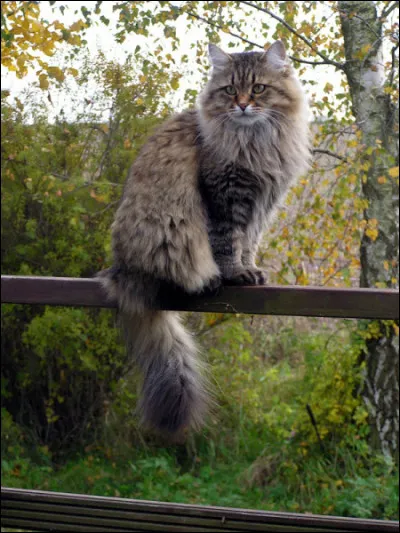 Celui-là, c'est un...