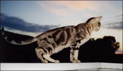 Quel félin ! Quelle est sa race ?