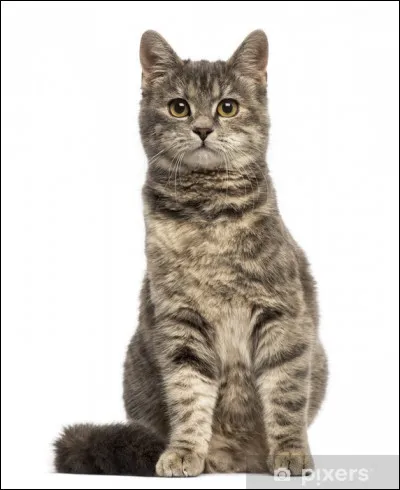 Je l'ai toujours trouvé adorable avec sa bonne bouille ! Il s'appelle...