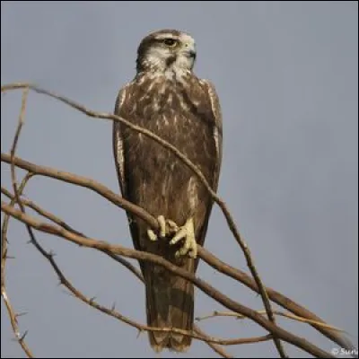 Comment se nomme cette espèce ?