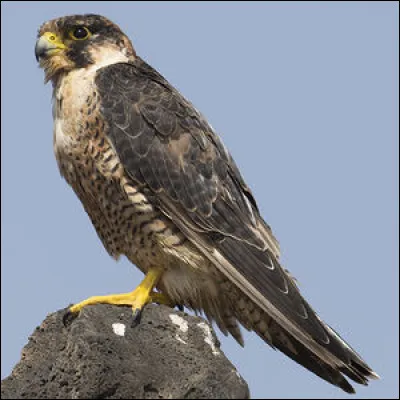 Le dernier ! Il s'appelle d'ailleurs...