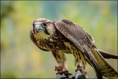 Et celui-ci, quel est-il ?