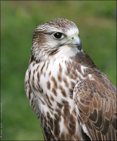 Ce bel oiseau à un nom. Lequel ?