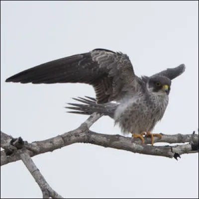 Comment s'appelle ce faucon ?