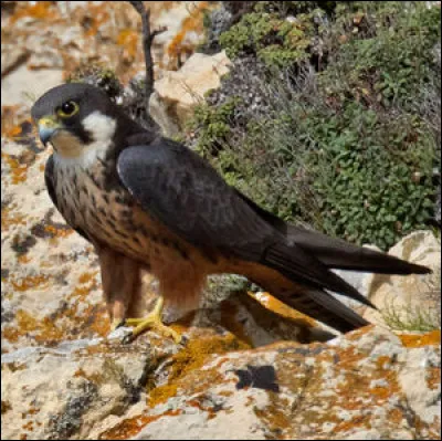 Sauriez-vous identifier ce faucon ?