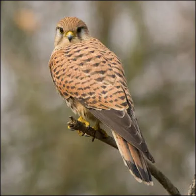 Ce rapace porte le nom de faucon...