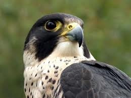 Quiz Rapaces