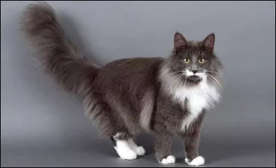 Quelle est cette race ?