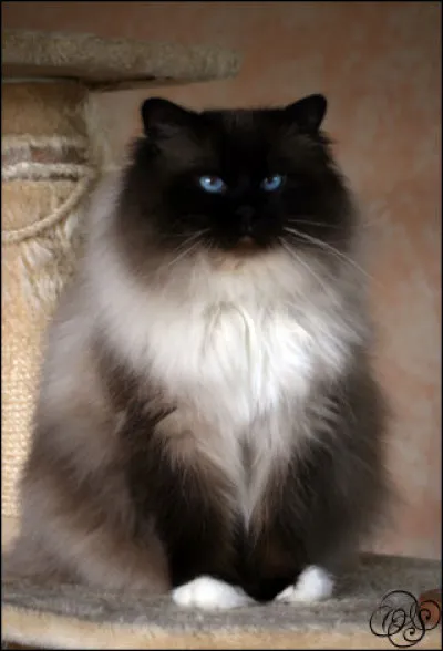 Quelle est cette race ?