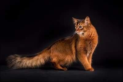 Quelle est cette race ?