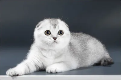 Quelle est cette race ?