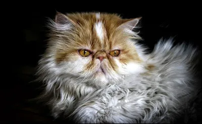 Quelle est cette race ?