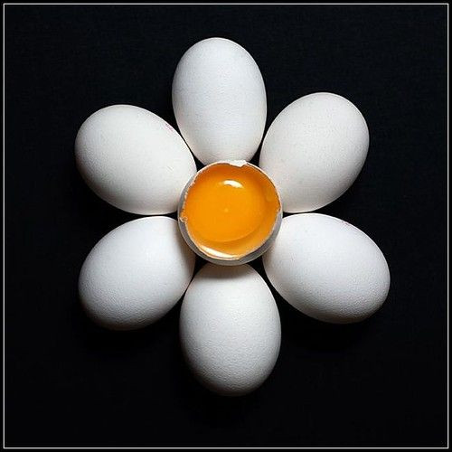 Quelle fleur a été créée avec seulement des œufs ?