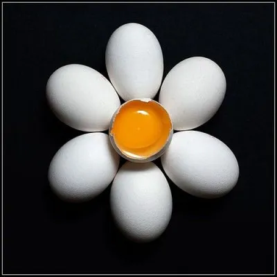 Quelle fleur a été créée avec seulement des ufs ?