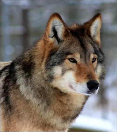 Quelle est l'espérance de vie de ce canidé ?