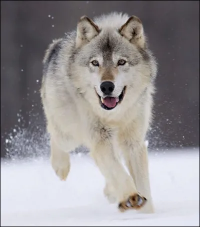 Jusqu'à quelle vitesse le loup peut-il courir ?