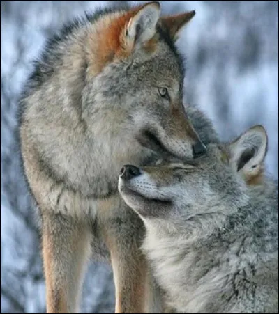 Combien de petits la louve peut-elle avoir dans une portée ?