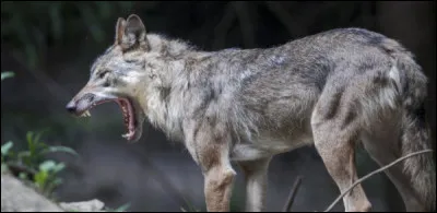 Combien de dents le loup a-t-il ?