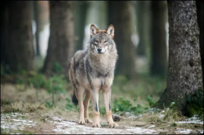 Combien pèse le loup ?