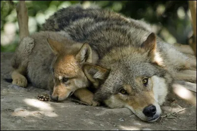 À quel âge les loups peuvent-ils se reproduire ?