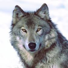 Quiz Loups