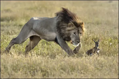 Le lion ne sait pas chasser.