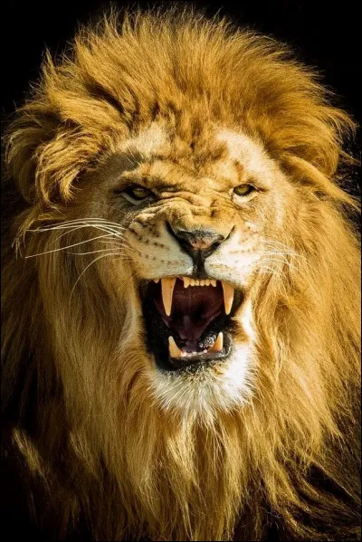 À combien de kilomètres peut-on entendre le rugissement de la bête ?