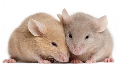 Vous connaissez tous les souris de nos greniers, mais connaissez-vous la taille de la souris pygmée originaire d'Afrique (sans la queue) ?