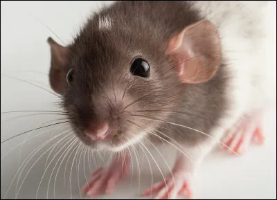 À quel dessin animé de votre enfance fait référence le nom de ce rongeur aux grandes oreilles ?